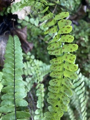 Asplenium × heteroresiliens