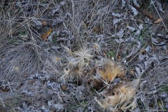 Cynara tournefortii