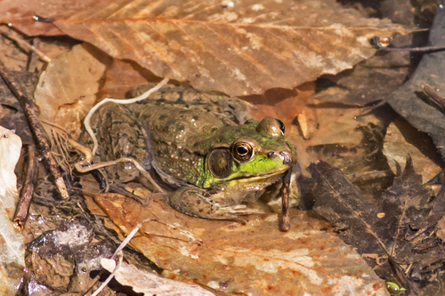 Green Frog photographed in Pennsylvania