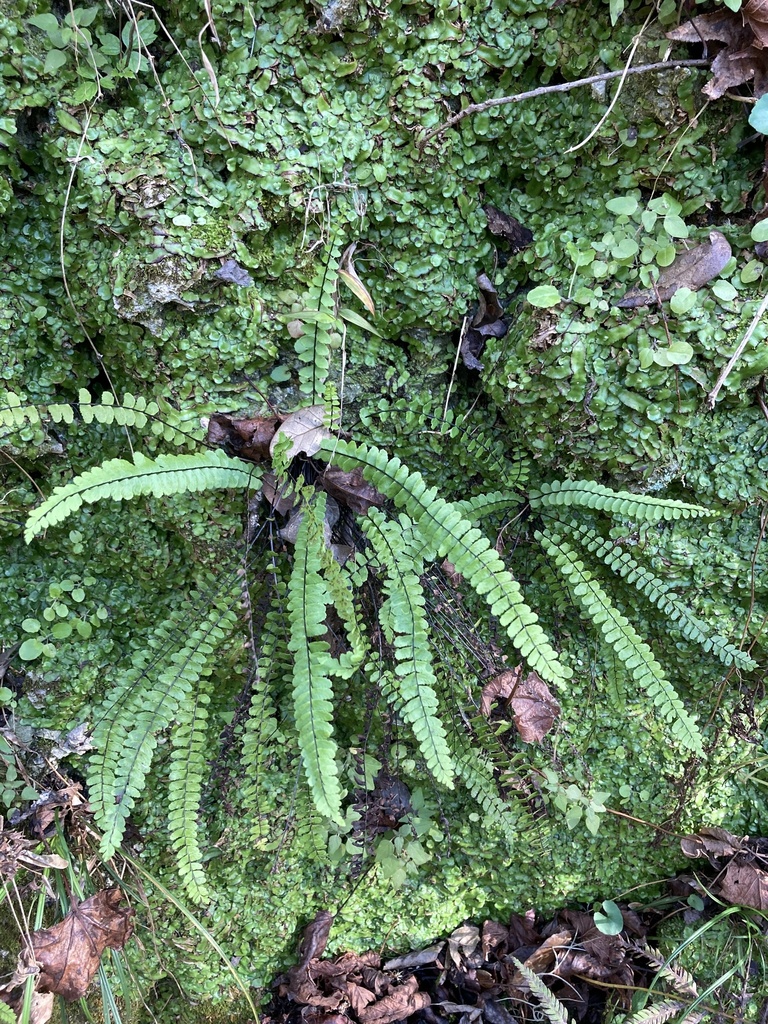 Asplenium × heteroresiliens from Gainesville, FL, US on 2021년 12월 23일 (목) at 11:40 오전 by er-birds · iNaturalist... 