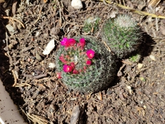Mammillaria flavicentra