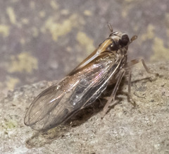 Muellerianella laminalis