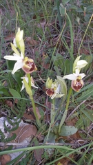Ophrys