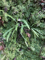Asplenium × heteroresiliens