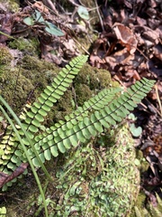 Asplenium × heteroresiliens