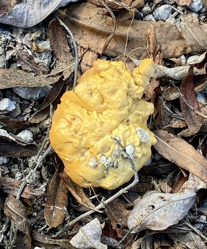 iNaturalist observation photo of Fungi Including Lichens