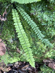 Asplenium × heteroresiliens