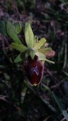Ophrys