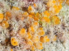 Stolonica socialis
