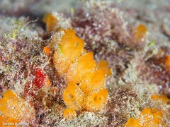 Stolonica socialis