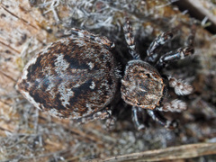 Attulus rupicola