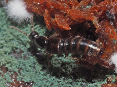 Gabrius splendidulus
