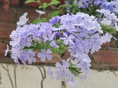 Plumbago auriculata