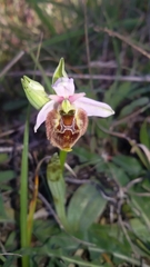 Ophrys