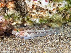 Vanneaugobius canariensis