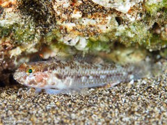 Vanneaugobius canariensis