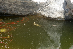 Actinemys marmorata pallida