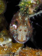 Parablennius goreensis