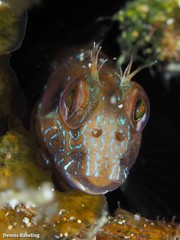 Parablennius goreensis