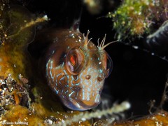 Parablennius goreensis