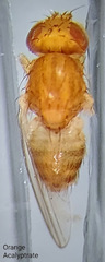 Dasyrhicnoessa
