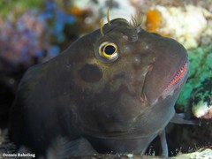 Ophioblennius atlanticus