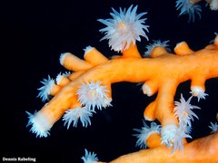 Dendrophyllia ramea