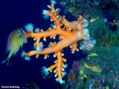 Dendrophyllia ramea