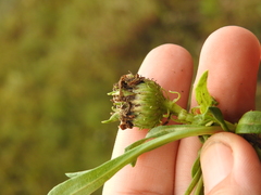 Rhopalomyia grindeliae