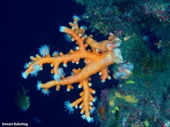 Dendrophyllia ramea