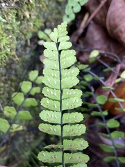 Asplenium heterochroum