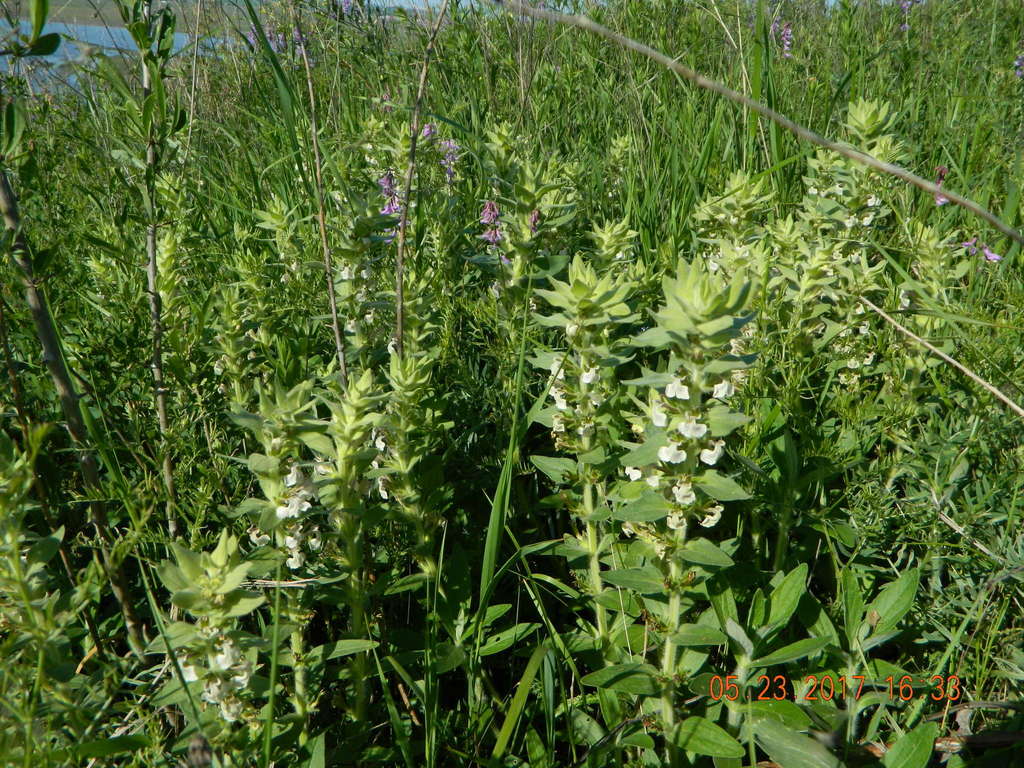 Ajuga laxmannii (Ajuga laxmannii)