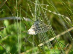 Isturgia murinaria