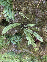 Asplenium heterochroum