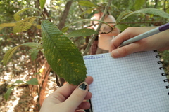 Davilla kunthii