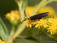 Acoloithus falsarius