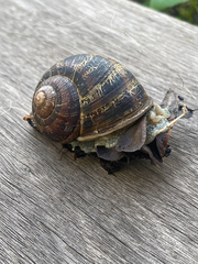 Cornu aspersum