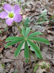 Oxalis hernandesii