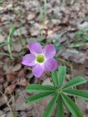 Oxalis hernandesii
