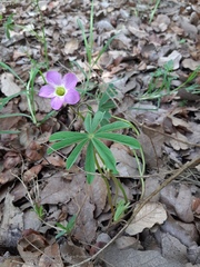 Oxalis hernandesii