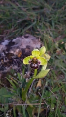 Ophrys bombyliflora