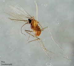 Coquillettomyia