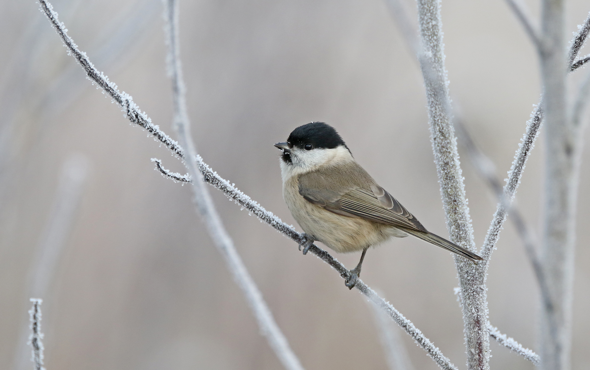 Marsh Tit (Poecile palustris)