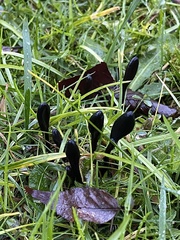 Geoglossum fallax