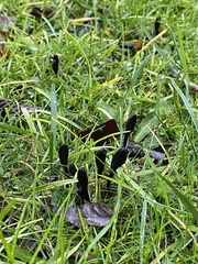 Geoglossum fallax