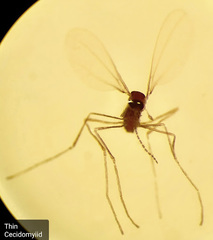 Coquillettomyia