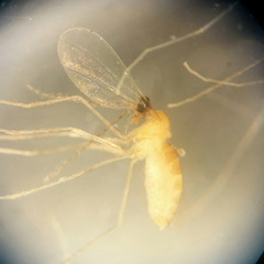 Coquillettomyia