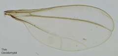 Coquillettomyia