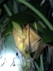 Gekko gecko
