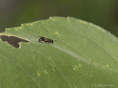 Ectemnius stirpicola